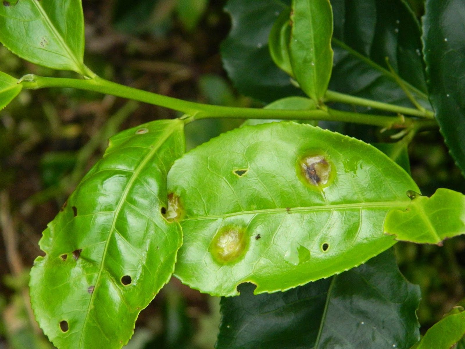 Exobasidium Vexans